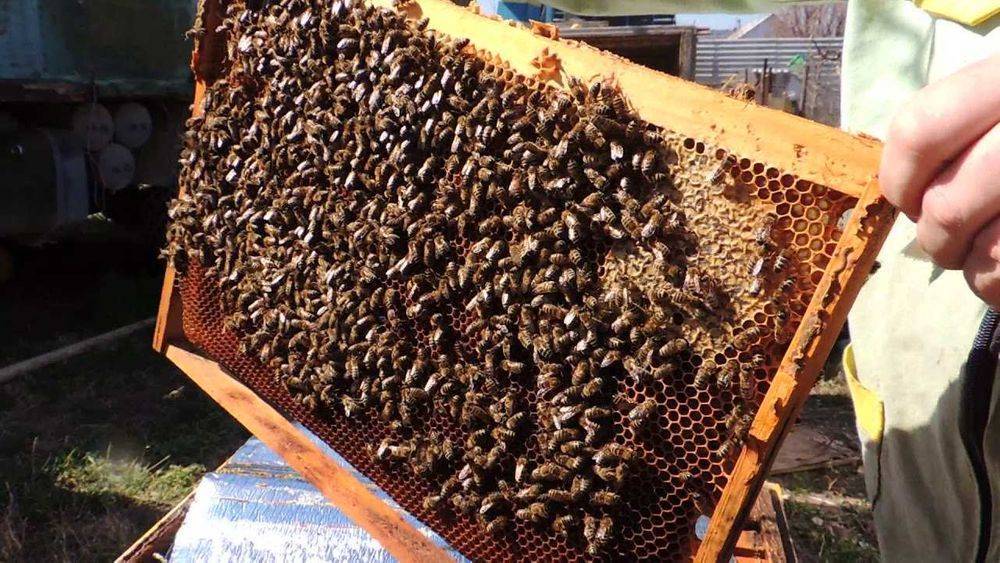 Пчелохозяйство кавказянка