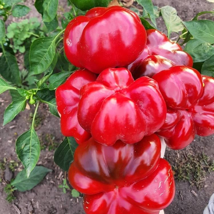 Характеристика и описание сортов перца гогошары (ратунда), выращивание и уход
