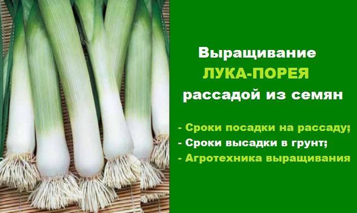 В какое время убирают лук порей с грядки на хранение