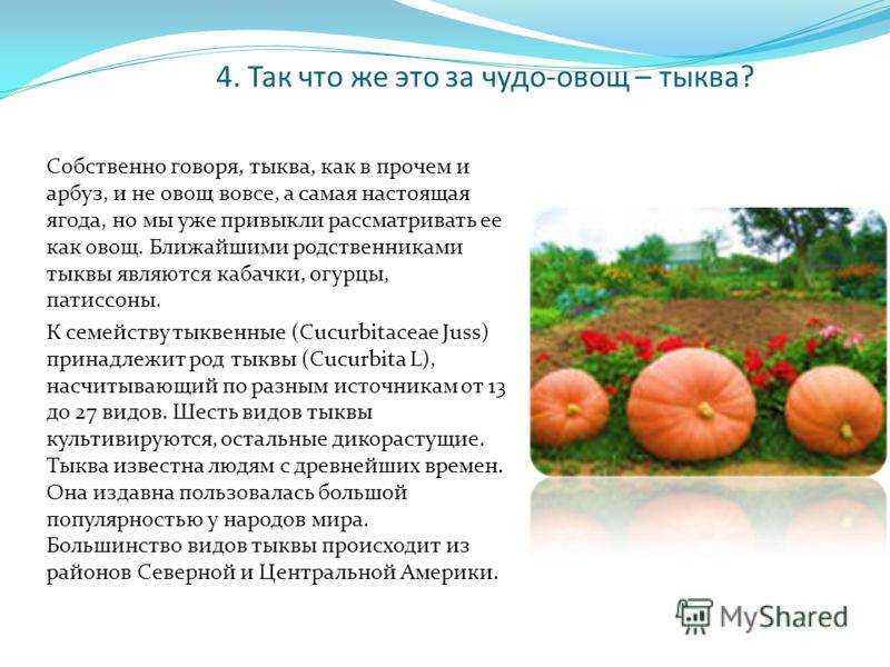 Арбуз - это фрукт или ягода, овощ или тыквина, как правильно называть его плоды