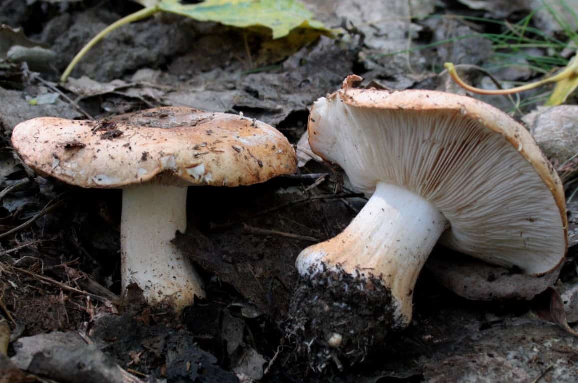 Рядовка тополевая (подтопольник): особенности гриба