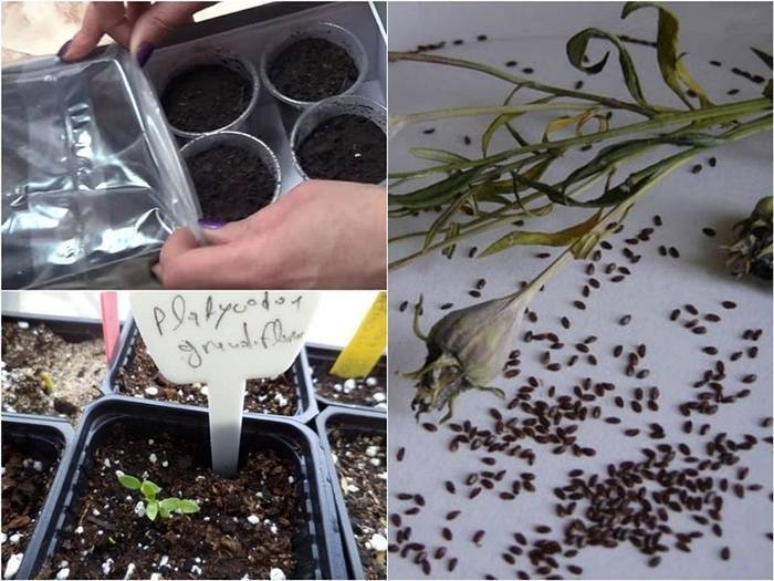 Платикодон - выращивание из семян в домашних условиях, как и когда сеять (фото)