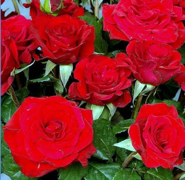 Роза red berlin (ред берлин): описание и фото, отзывы