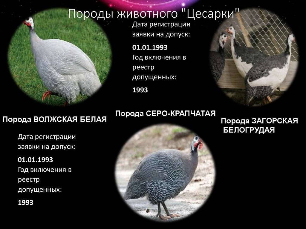 ᐉ цесарка: что за птица, породы, содержание, разведение - zooon.ru