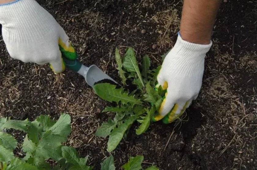 Борьба с сорняками на огороде народными средствами – секреты чистых грядок
