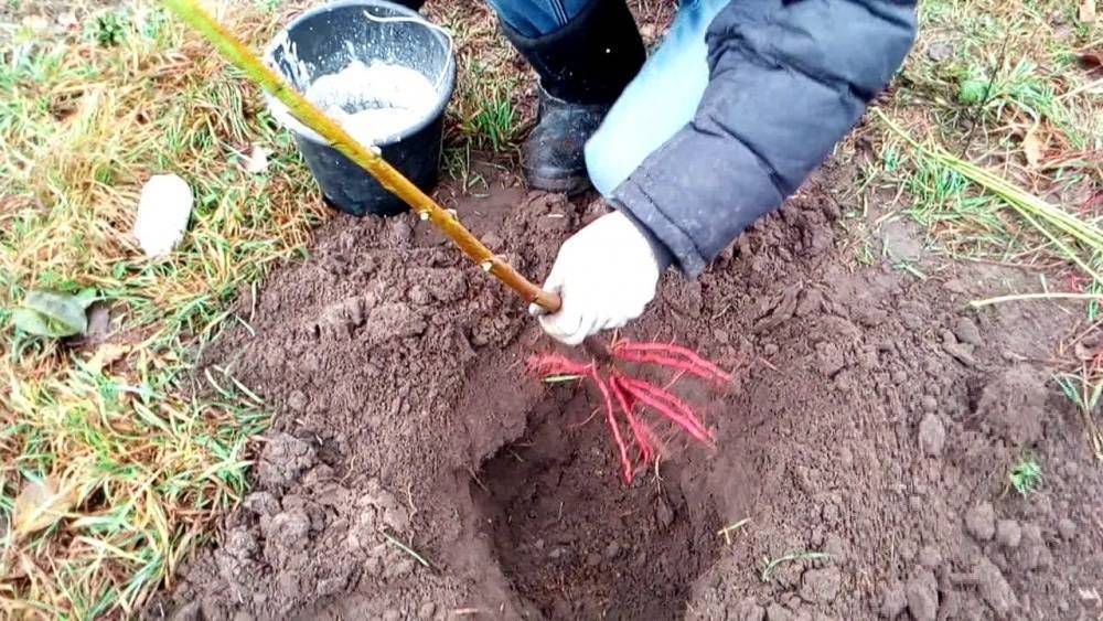 Рябина черноплодная: посадка и уход, когда и как сажать, размножение, обрезка и подкормка