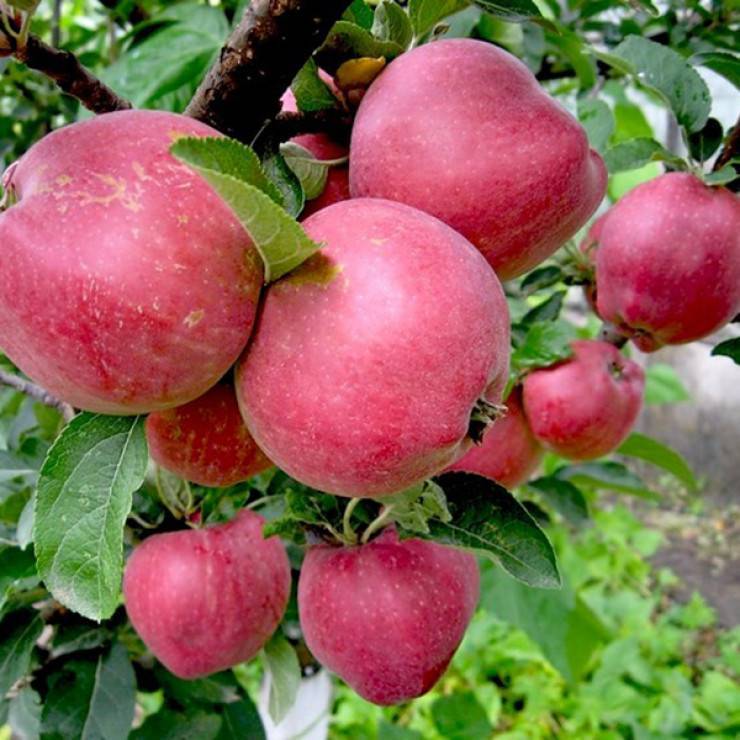 Яблоня богатырь – описание сорта, фото, отзывы