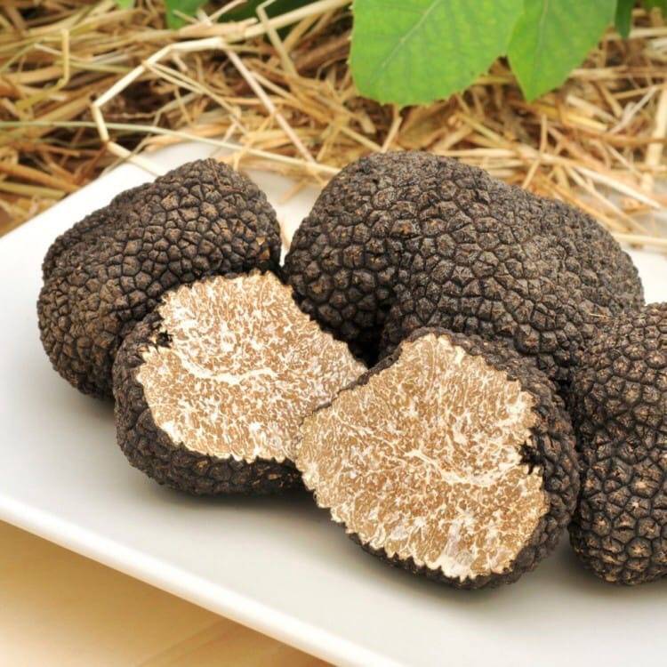 Вид грибов Черный трюфель