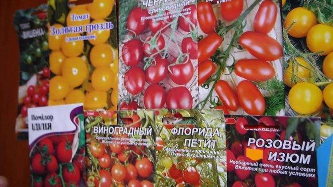 Томат мохнатый шмель: характеристика и описание раннеспелого сорта с фото