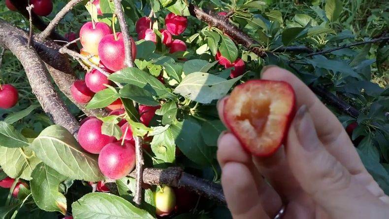 Алыча найдена: описание и характеристики сорта, опылители, посадка и уход