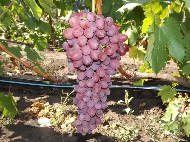 Выращивание винограда кишмиш лучистый: защита от болезней и вредителей +видео