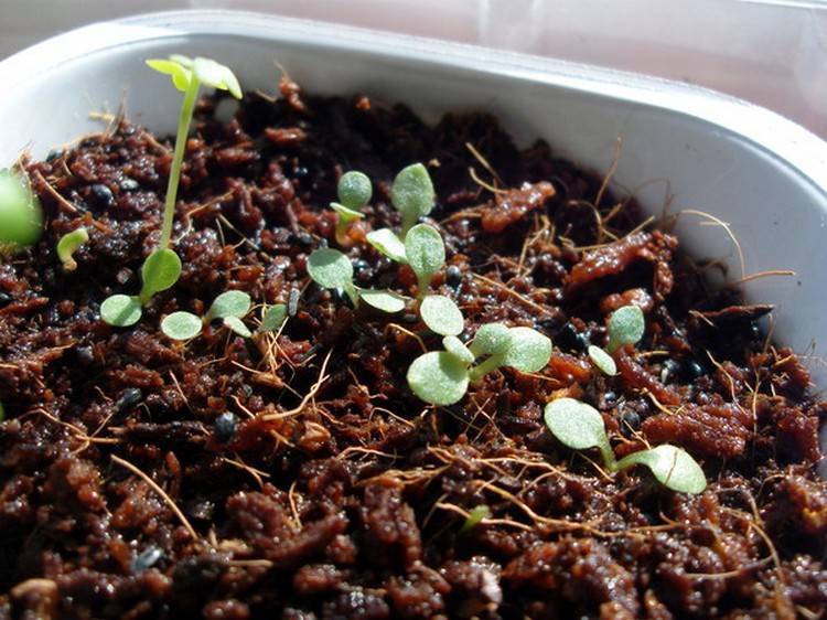 Выращивание статицы (кермек) из семян в домашних условиях — когда сажать на рассаду