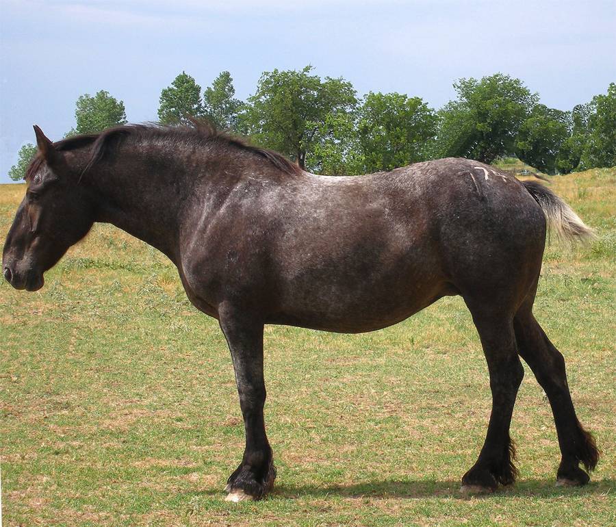 Лошадь породы першерон - характеристика породы и особенности ухода
