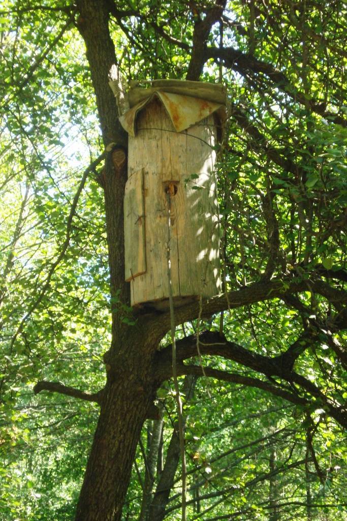 Бортничество – древнейший способ пчеловодства и дикого медосбора