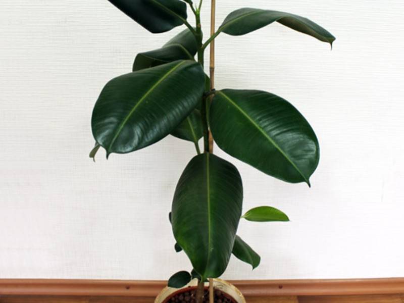Фикус триколор (ficus tricolor): советы по уходу, размножению и пересадке