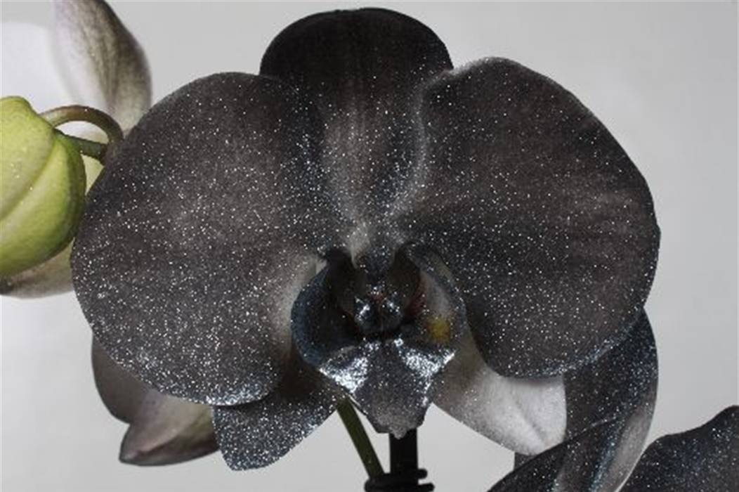Фаленопсис — цветок черная орхидея, как он выглядит на фото