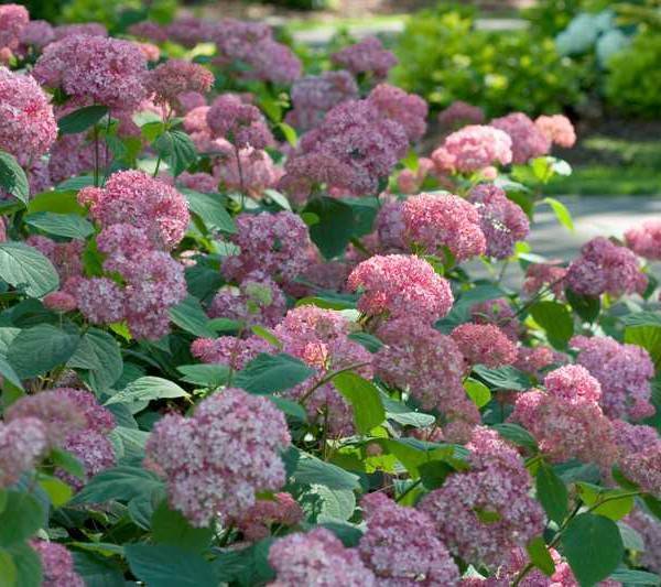 Гортензия древовидная пинк пинкушен hydrangea arborescens «pink pincushion. описание и фото сортов древовидной гортензии