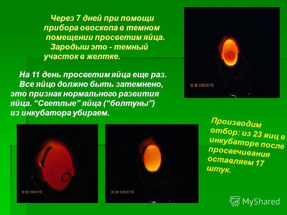 Овоскопирование — необходимое условие получения здорового молодняка из яиц