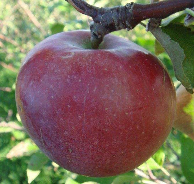 Канадский сорт яблок с огромными преимуществами — спартан