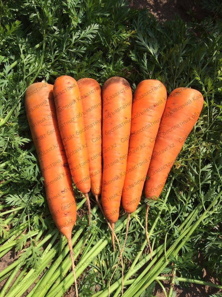 Морковь абако: подробная характеристика и описание раннего сорта, каковы его плюсы и минусы, где в россии его сажают, а также как выращивать в разных регионах