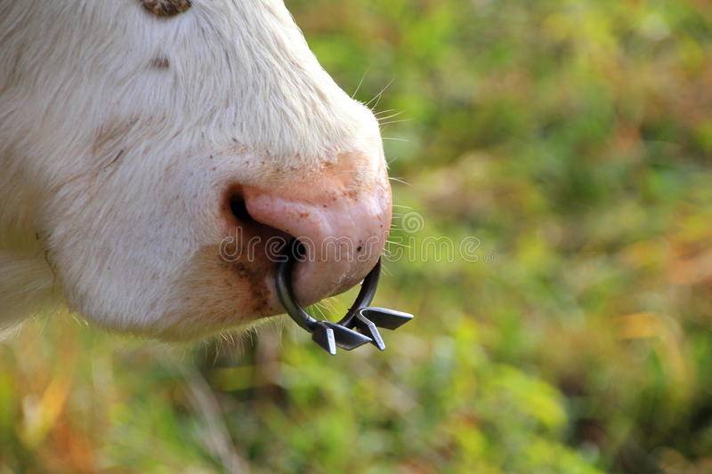 Зачем быку вставляют кольцо в нос - выращивание из семян!