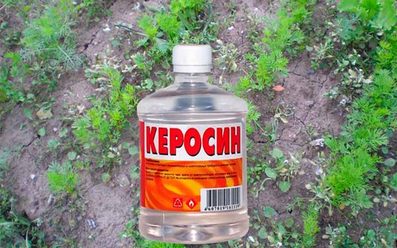 Полив моркови керосином от сорняков: как опрыскать