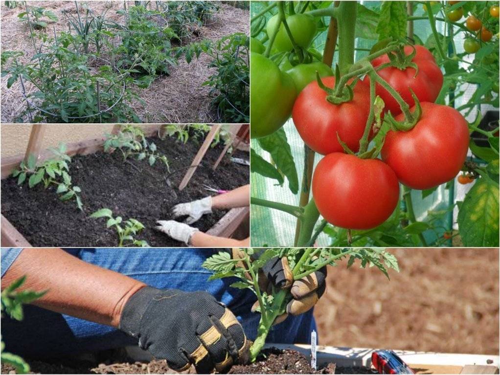 Как правильно выращивать помидоры в открытом грунте - 3 основных правила