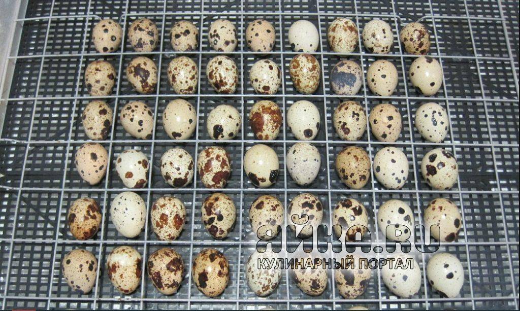 Инкубация перепелиных яиц. вывод перепелов в домашних условиях