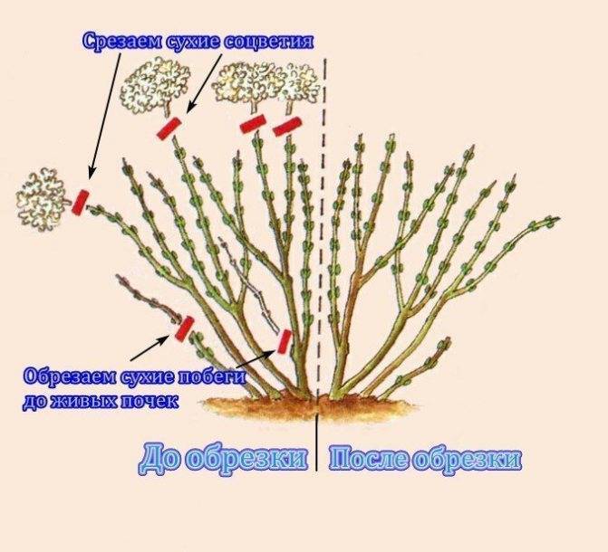Пузыреплодник — 20 сортов с фото и описанием, уход за растением, виды и сорта пузыреплодника, скорость роста растения