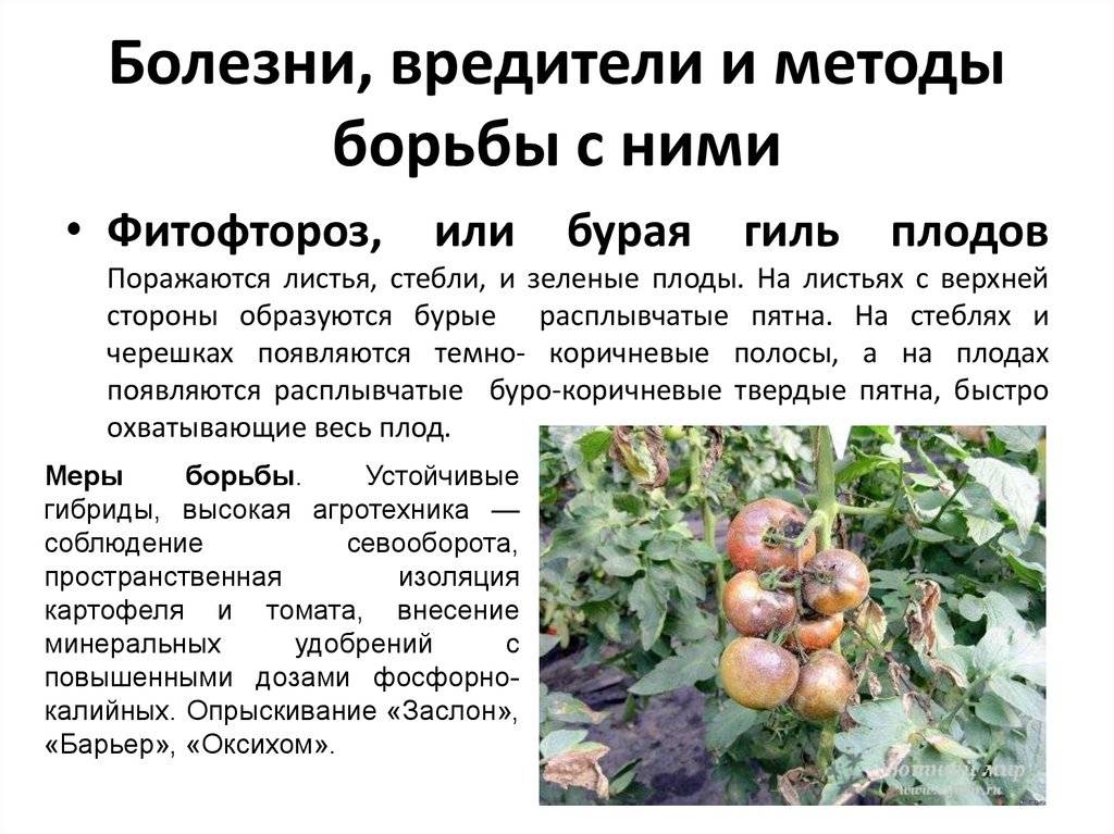 Болезни томатов описание с фотографиями в теплице и способы лечения кустов