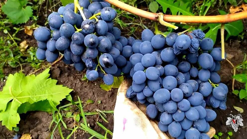 Сорт винограда молдова — уход обрезка и болезни сорта - сорта винограда, винные | описание, советы, отзывы, фото и видео