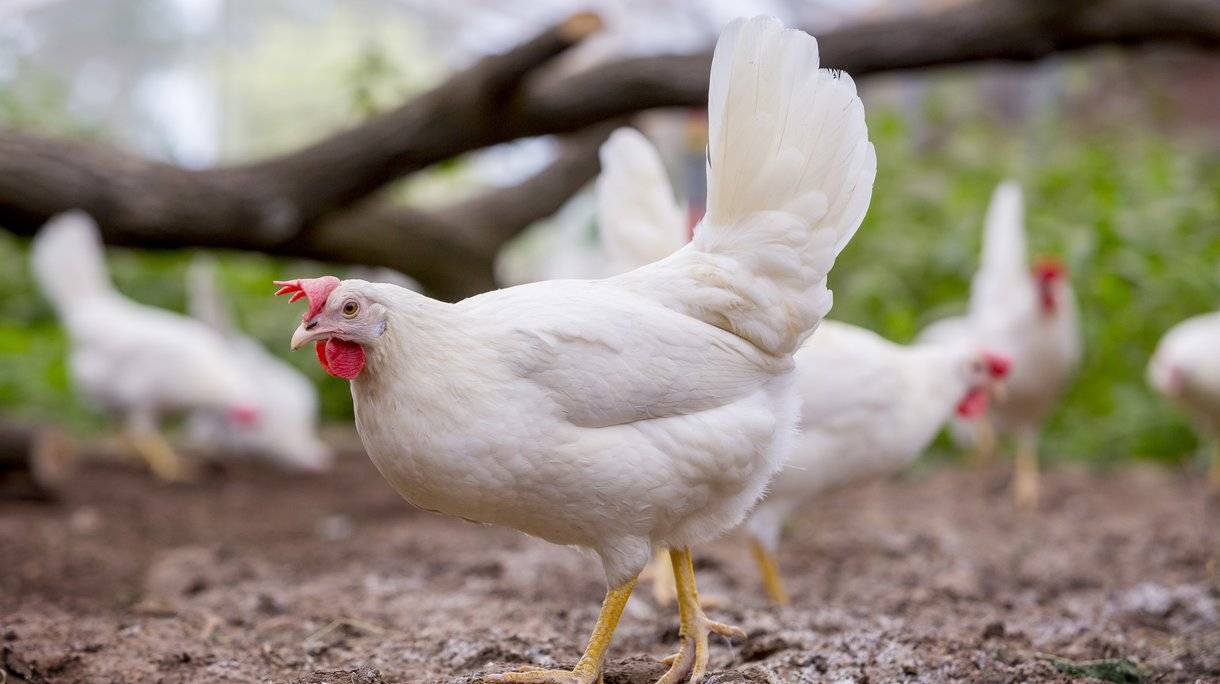 Описание породы кур декабл уайт