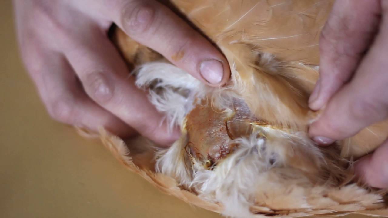 Отчего возникает закупорка зоба у кур и как её лечить?