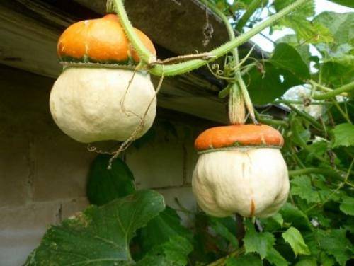 Декоративная тыква-груша: рекомендации по выращиванию, уходу, описание видов