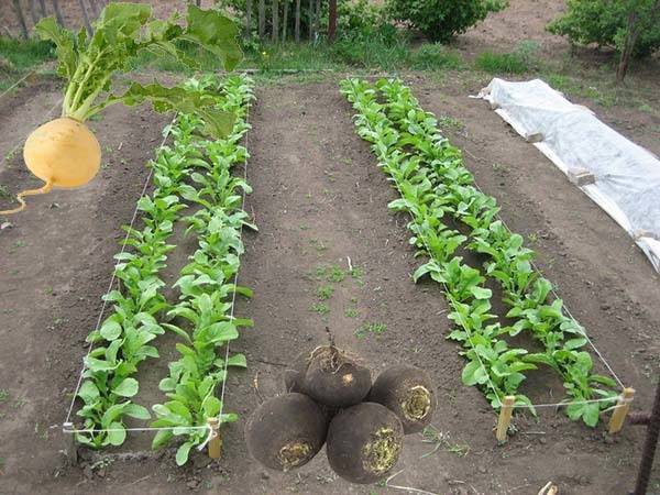 Правила выращивания черной редьки: когда сажать, как ухаживать, как собирать урожай?