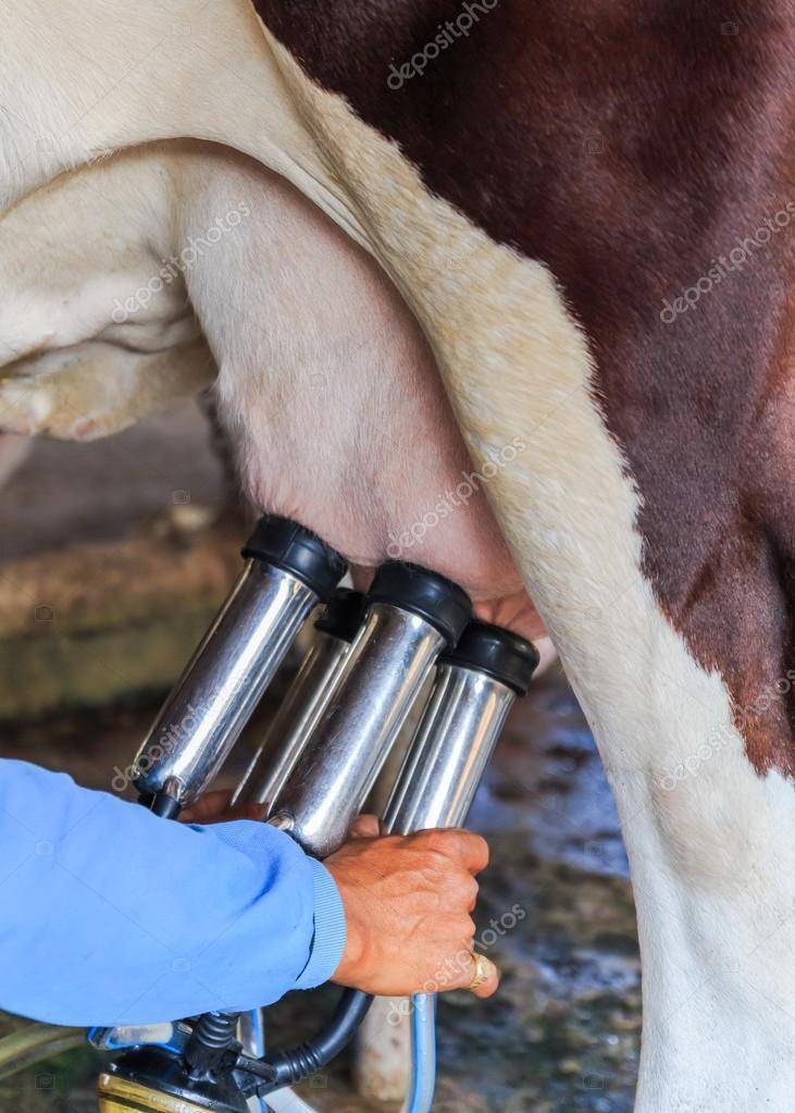 Доильный аппарат для коров: выбираем лучший, на какие характеристики обратить внимание, производители, отзывы