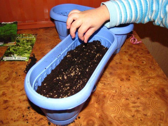 Как выращивать петрушку дома на подоконнике?