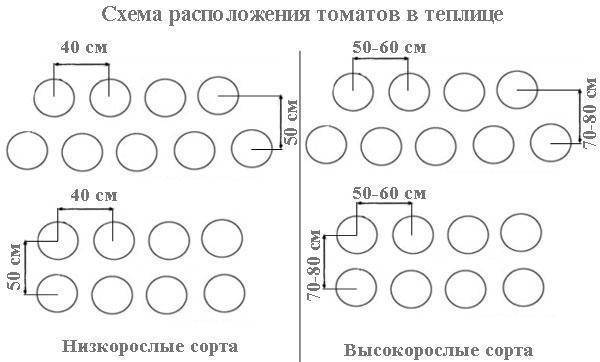 Посадка помидоров в открытый грунт – когда и как высаживать, по лунному календарю в 2021 году, правильно, схема, видео