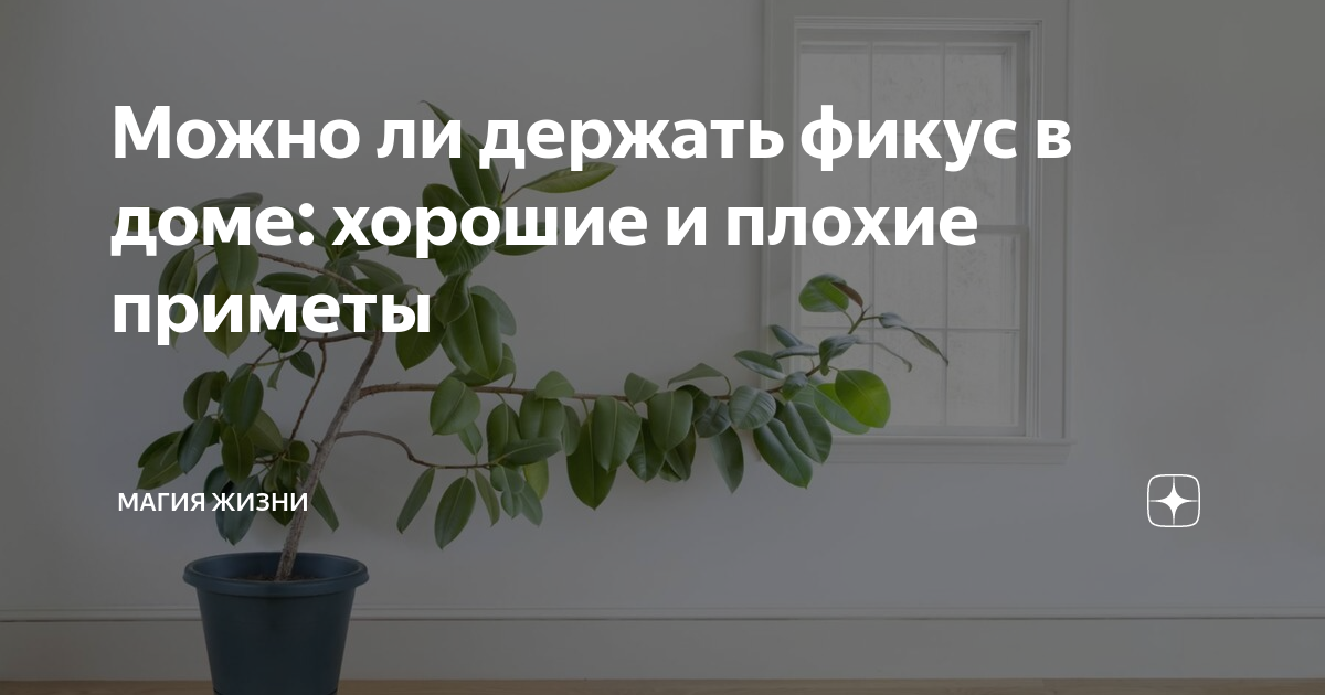 Фикус в доме: плохие и хорошие приметы, правила размещения в комнатах
