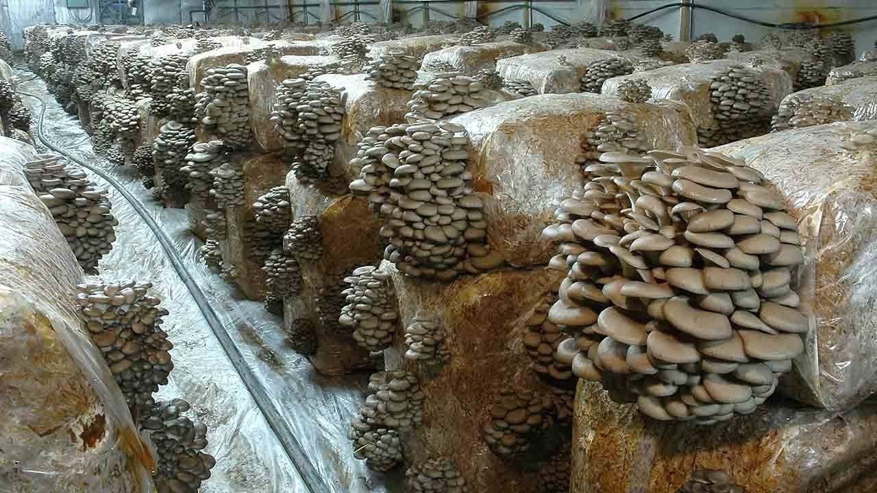 Выращивание опят из мицелия на даче, в домашних условиях: видео для новичков, как выращивать грибы