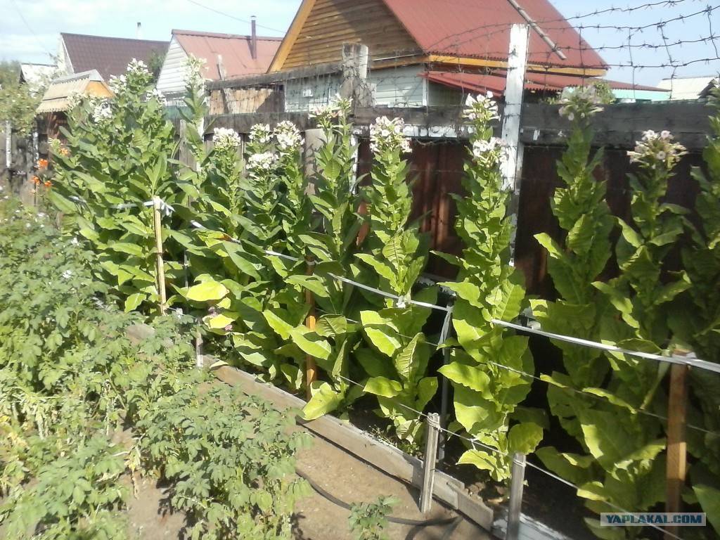 Выращивание табака в домашних условиях: пошаговая инструкция