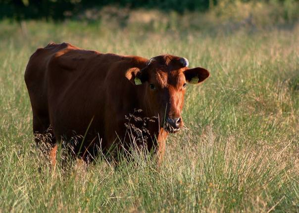 Бестужевская порода коров: описание и характеристика