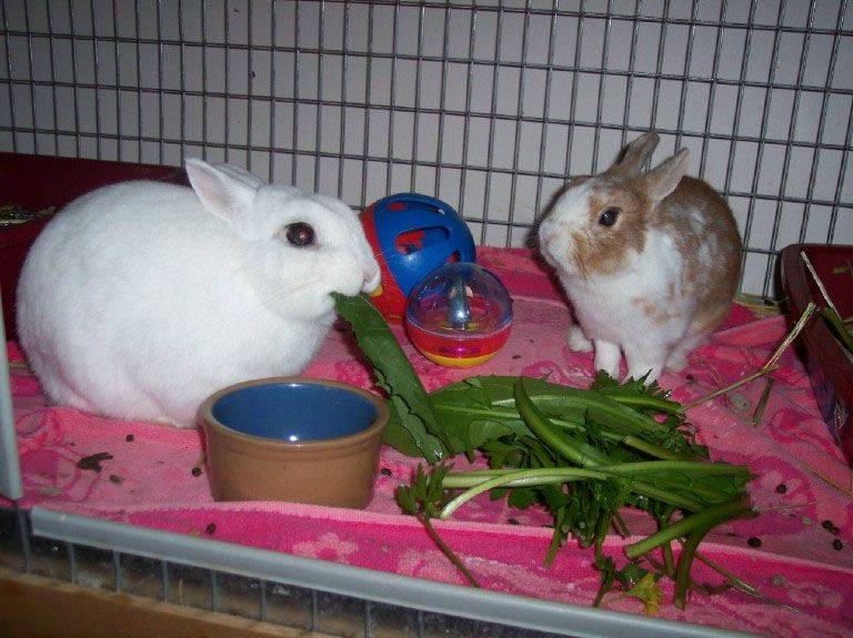 Чем можно кормить декоративных кроликов
