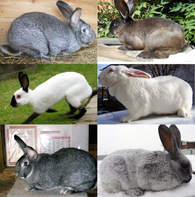 Самые лучшие кролики — 20 пород с названием и фото