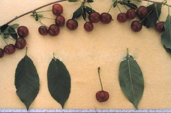 Описание и характеристика вишни сорта ашинская