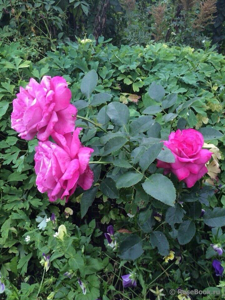 Голубая роза блю парфюм особенности выращивания