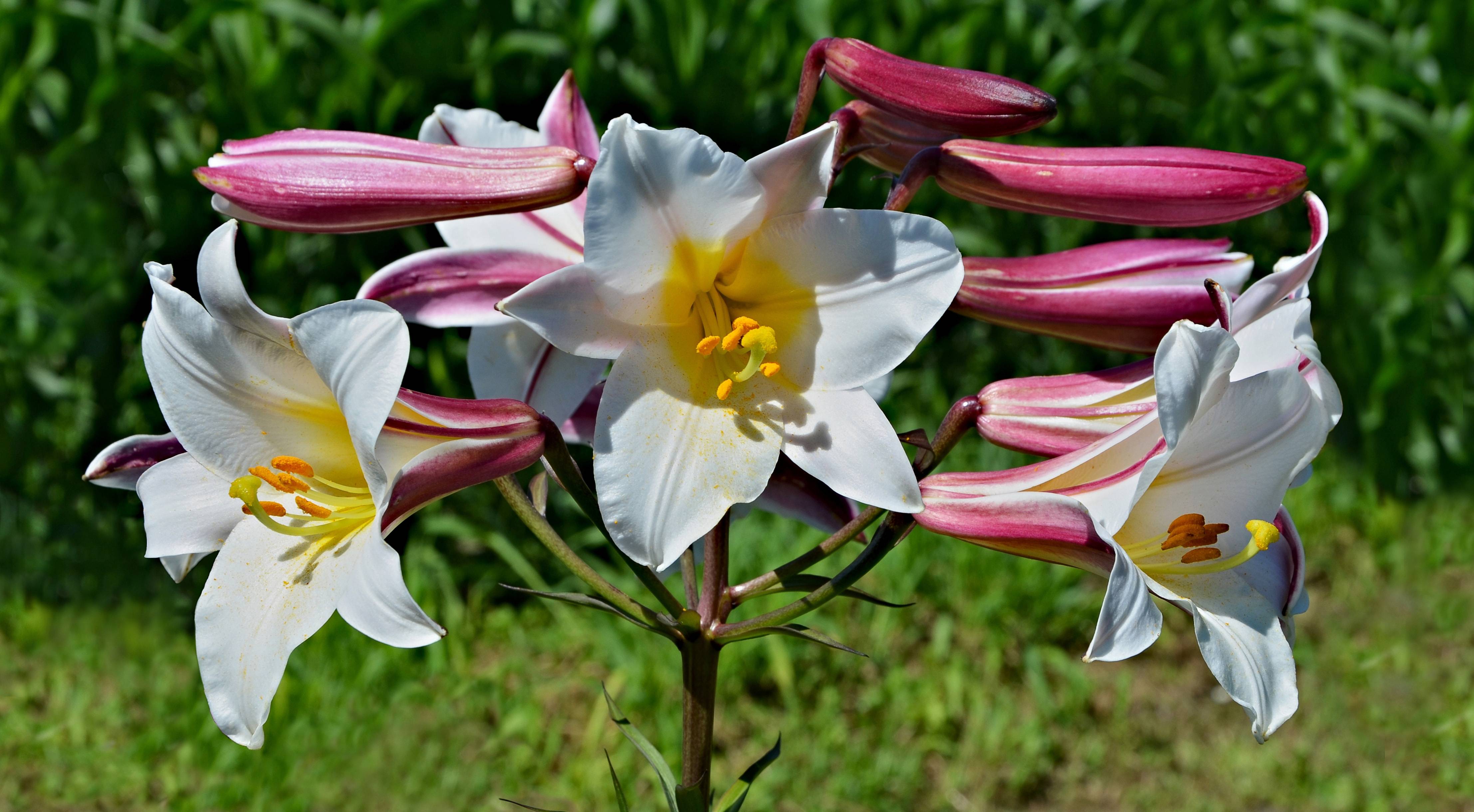 Белая королевская лилия: фото, посадка и уход за цветком