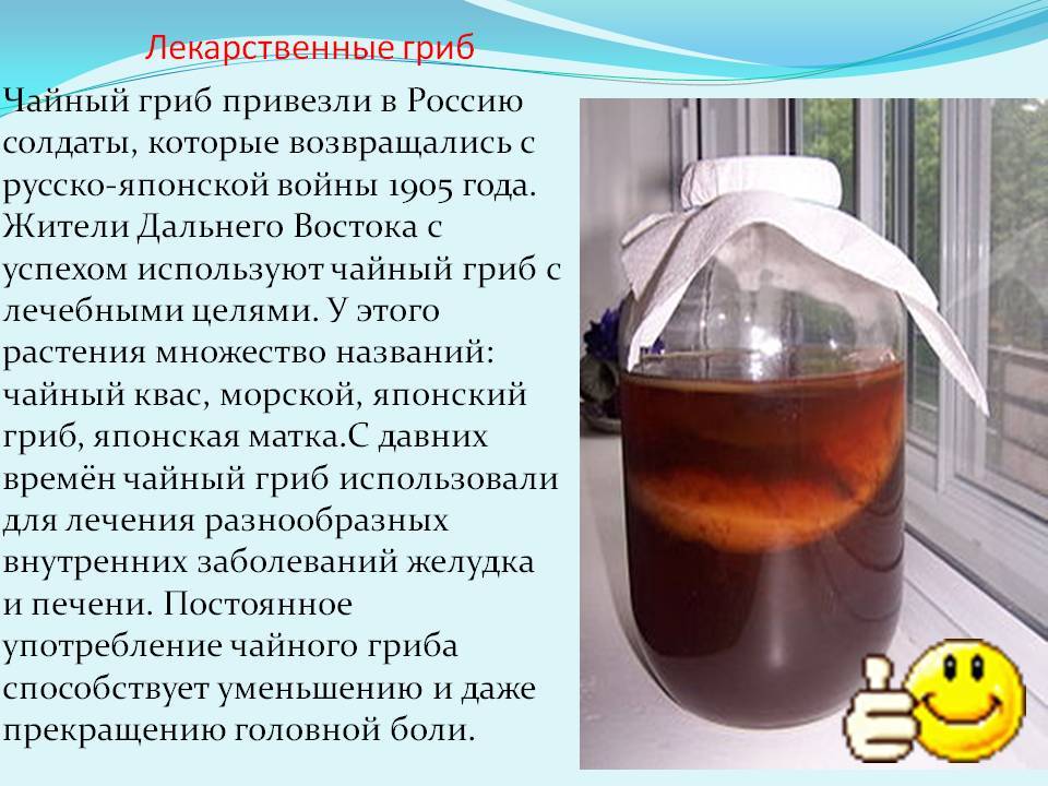 Грибы пьют воду. Чайный гриб. Чем полезен чайный гриб. Чайный гриб в банке. Полезен ли чайный гриб.