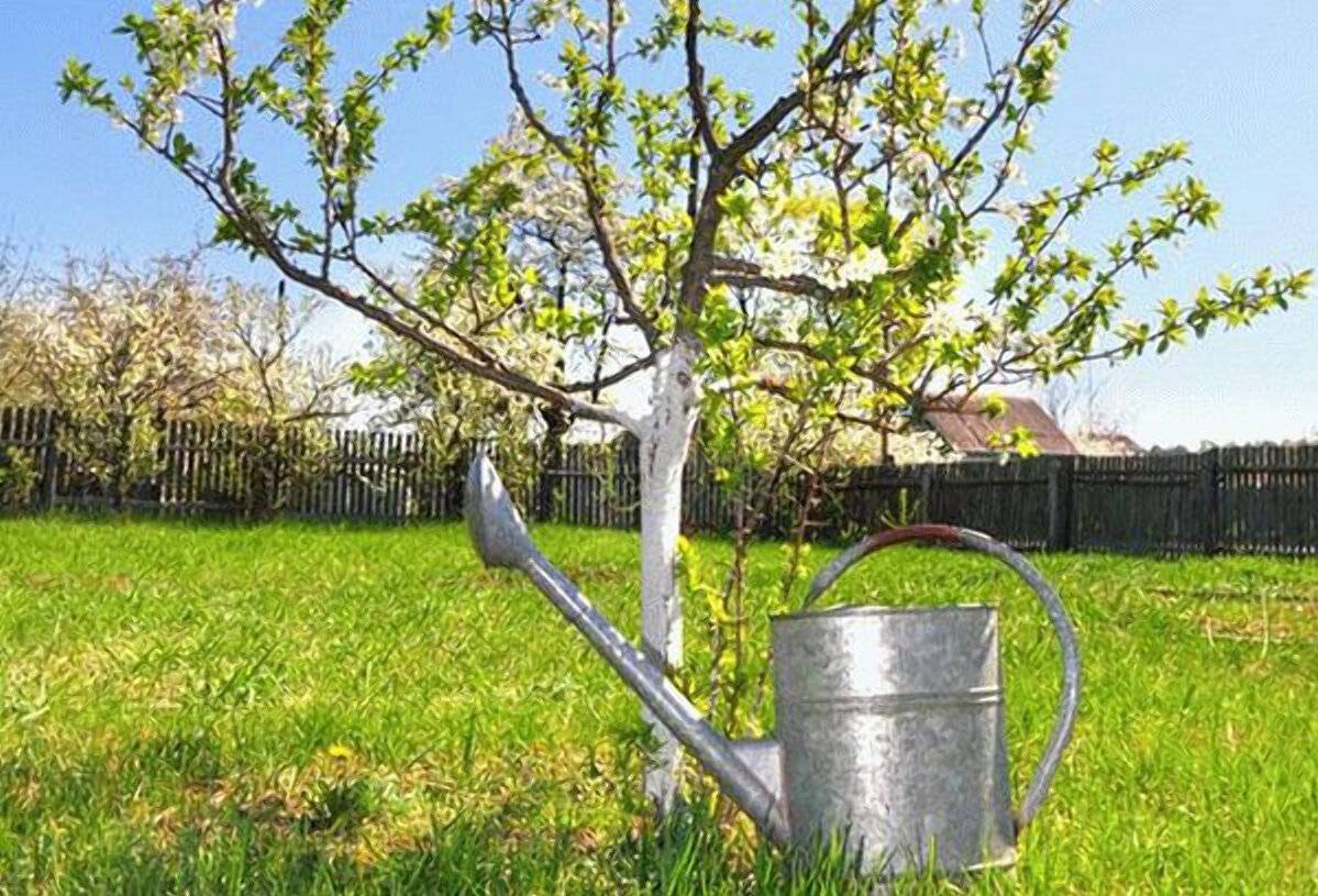 Как летом поливать яблони: частота и правила, сколько раз и можно ли холодной водой