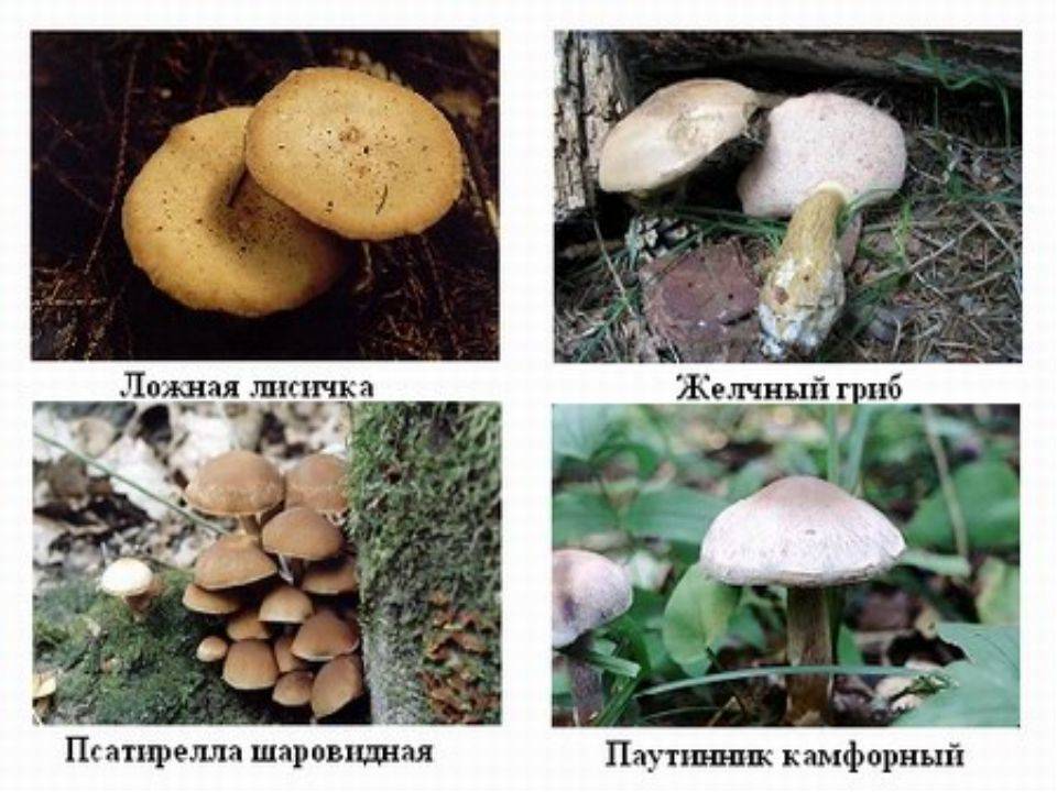 Какие грибы растут в мае в подмосковье